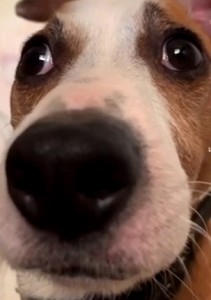 Create meme: dog pet, dog nose, dog