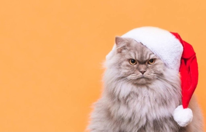 Create meme: the cat in the new year, fat santa cat, fluffy cat