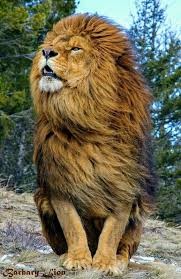 Создать мем: царь зверей, lion, лев грива