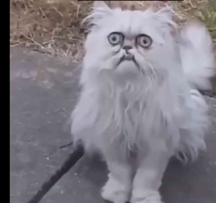 Создать мем: персидский кот, странный кот, безумный кот