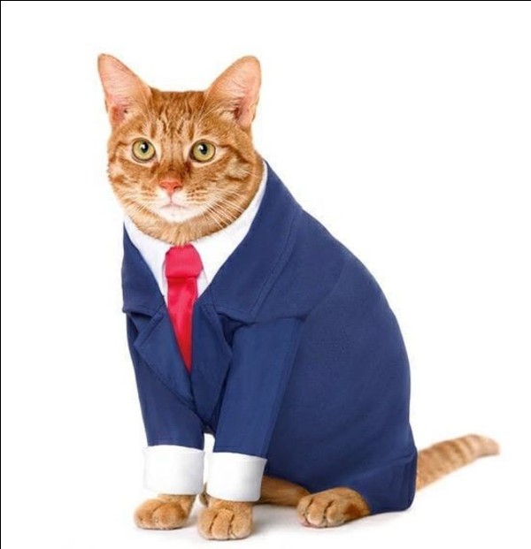 Create meme: business cat, a cat in a business suit, cat in a business suit