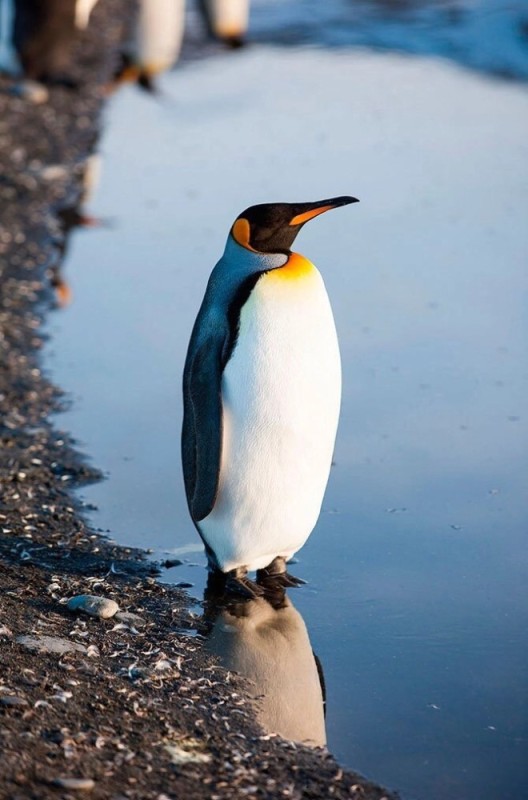 Создать мем: императорский пингвин в антарктиде, пингвины фотографии, королевские пингвины