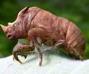 Create meme: mutated, rhino, cicada