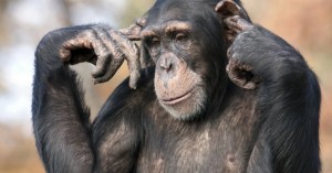 Создать мем: обезьяна, шимпанзе лайк, шимпанзе задумался