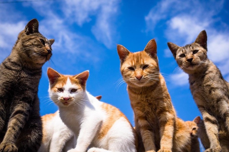 Создать мем: оранжевая кошка, котики, кот