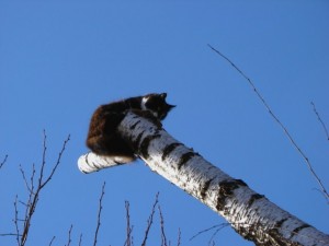 Создать мем: весна коты прилетели, слезать с дерева, кот на березе