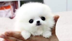 Create meme: Pomeranian puppy, Pomeranian, Pomeranian dwarf Spitz