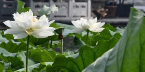 Создать мем: white lotus, лотос, белый лотос цветок