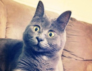 Создать мем: порода русская голубая, кот удивление, мем кот