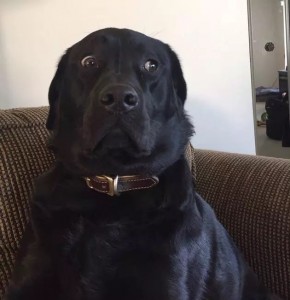 Create meme: Labrador Retriever, Labrador dog, Labrador