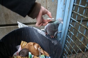 Create meme: to download a picture of a pigeon with a cigarette, pigeon, a dead pigeon in the air vent