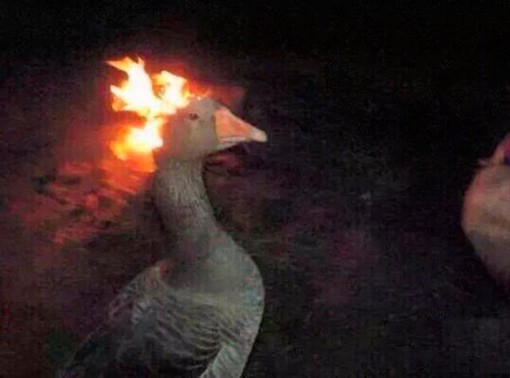 Create meme: goose with a burning head, burning goose, goose meme 