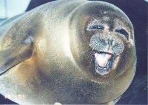 Создать мем: морской слон, тюлень, elephant seal