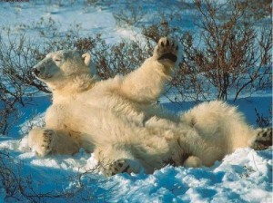 Create meme: pictures of bears, animals, polar bear