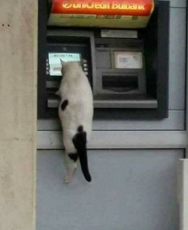 Create meme: the cat on the ATM, meme cat ATM, I know the password I see the ATM