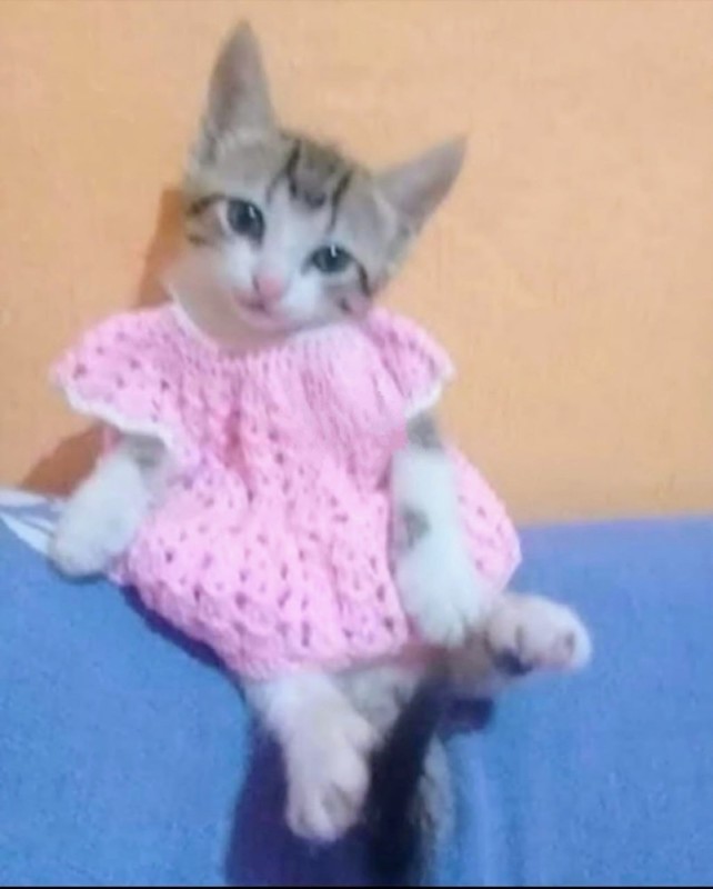 Создать мем: котик в свитере, котик, одежда для кошки