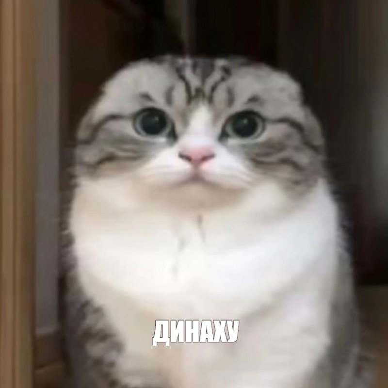 Create meme: cat meme, cat meme , cat 