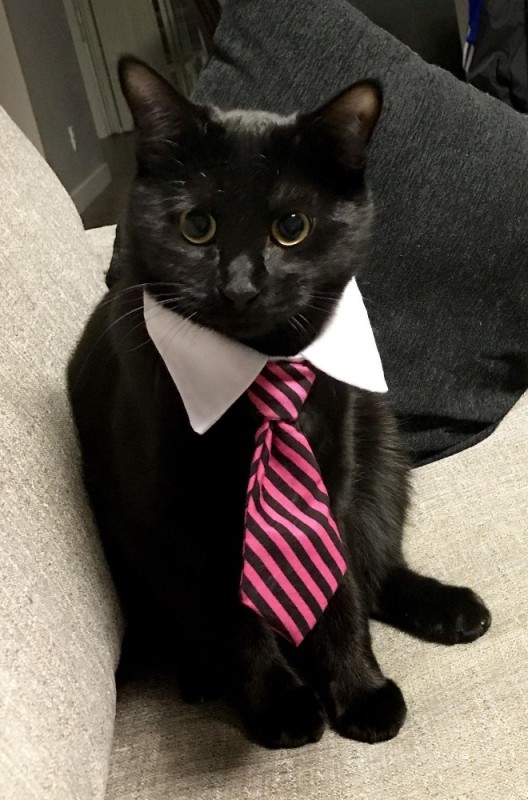 Create meme: cat in a tie, cat wearing a tie, kitten in a tie