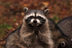 Create meme: Insidious raccoon