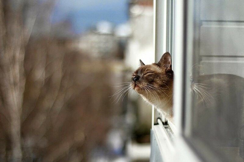 Create meme: the scent of spring, cat spring , cat spring window