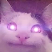 Создать мем: жмыхнутый кот, упоротый кот мем, кот мем улыбается странно