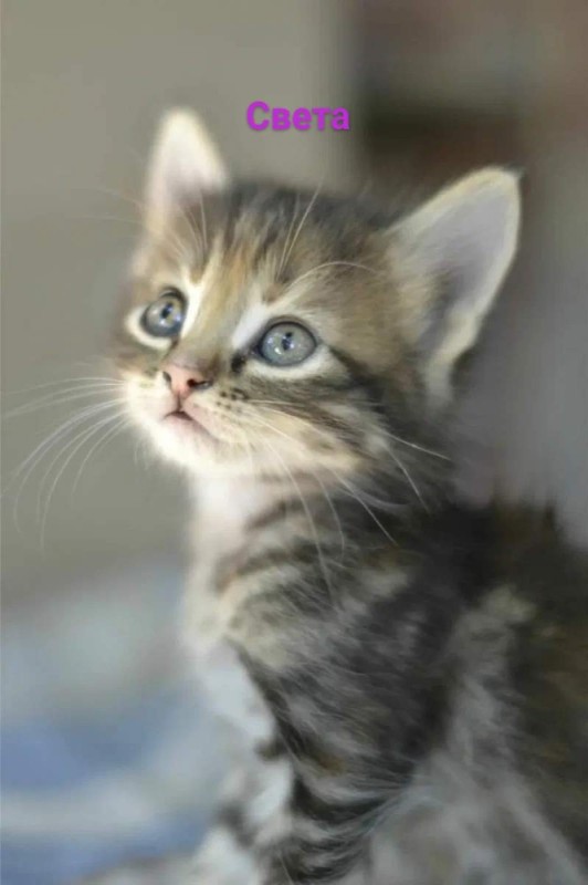 Create meme: kittens the Maine Coon , adorable kittens, cats are small