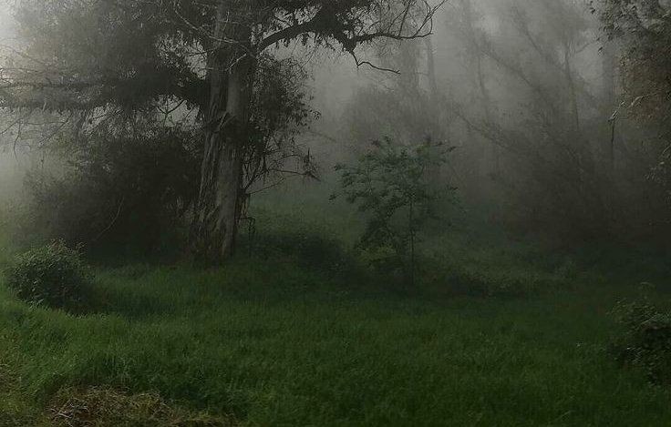 Create meme: landscape , in the fog, misty forest