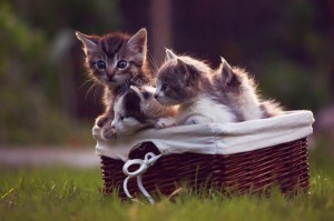 Create meme: kittens in nature, kittens in a basket