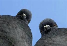 Create meme: pigeons doves, evil dove, the pigeon is funny