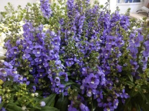 Create meme: picture Lobelia, Salvia, delphinium, angelonia purple