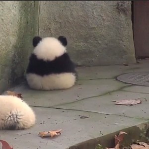 Create meme: funny little creatures, animal, cute panda