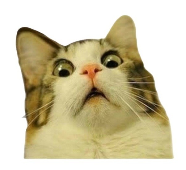 Create meme: happy cat meme, cat in shock meme, meme surprise cat