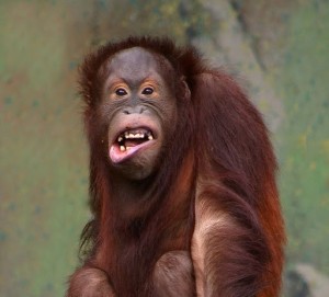 Create meme: yawning orangutan, funny monkey