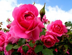 Create meme: berleburg rose, rose pink, roses