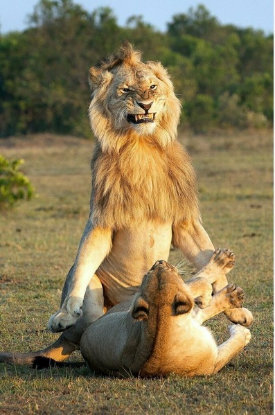 Создать мем: лев спаривается с львицей, лев и львица, лев