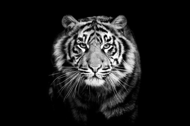Create meme: black and white tiger, tiger black background, The tiger is black