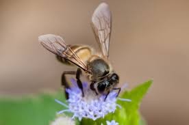 Создать мем: пчела восковая (apis cerana), пчела восковая, красивая пчела