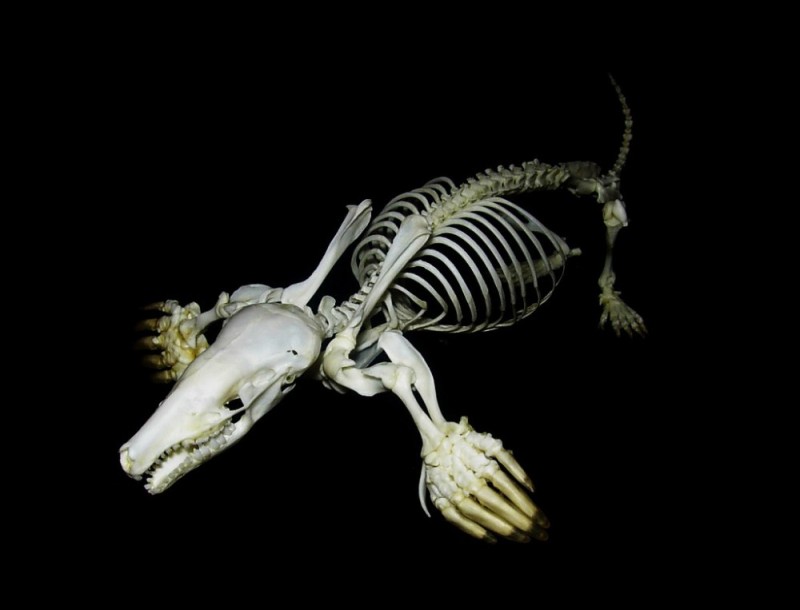 Создать мем: млекопитающие скелет, skeleton, скелет