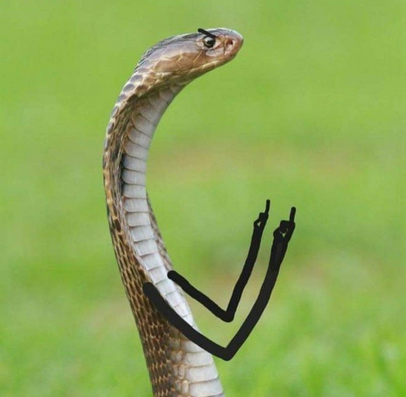 Create meme: a viper, a cobra, a python, snake with paws, the king cobra