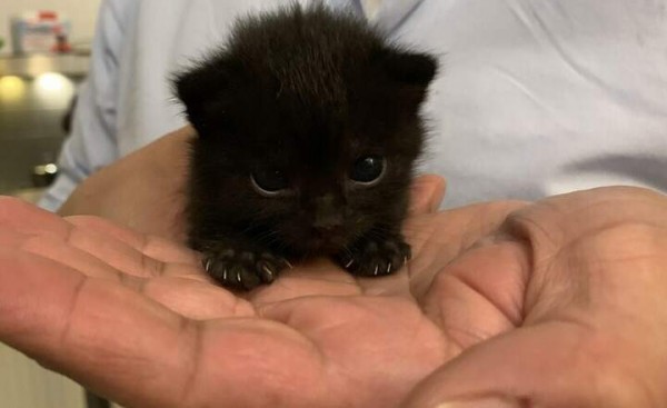 Create meme: cats are small, cute black kitten, black fluffy kitten