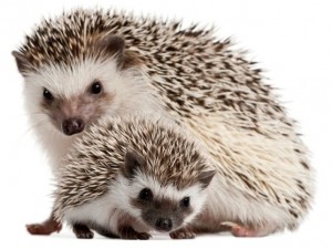 Create meme: hedgehog, hedgehog hedgehogs