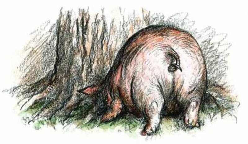 Create meme: pig under an oak tree illustration, pig under an oak tree pencil drawing, drawing for the fable pig under the oak tree