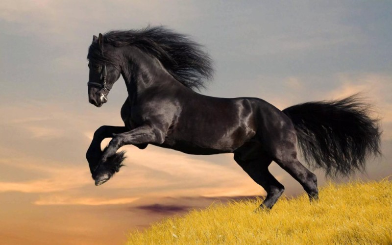 Создать мем: черная лошадь, черный конь, лошадь мустанг