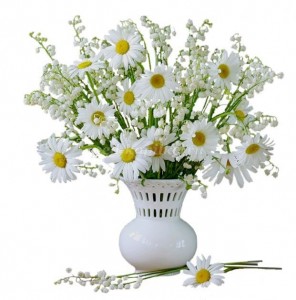 Create meme: Flowers, chamomile, Daisy flower