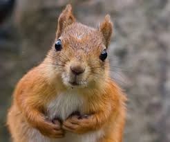 Create meme: nuts, squirrel meme, protein shock