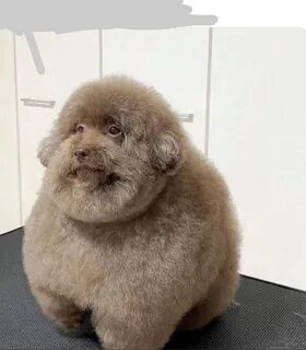 Create meme: poodle , toy poodle , fat poodle