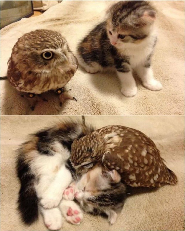 Create meme: owl and cat, little owls, cat 