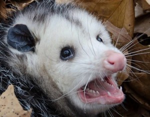Create meme: big-eared opossum, possum