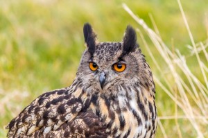 Создать мем: eagle owl, bubo bubo, птица филин