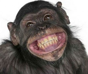 Create meme: smiling animals, laughing animals, smiling monkey